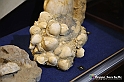 VBS_9035 - Museo Paleontologico - Asti